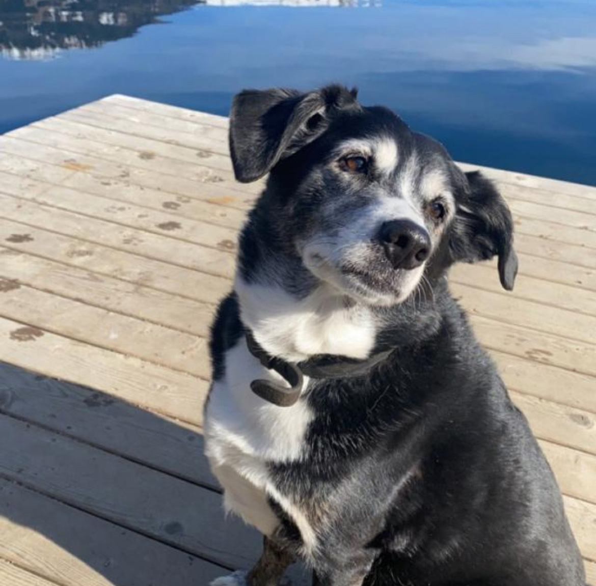 Haushund Nala auf einen Steg am Wasser